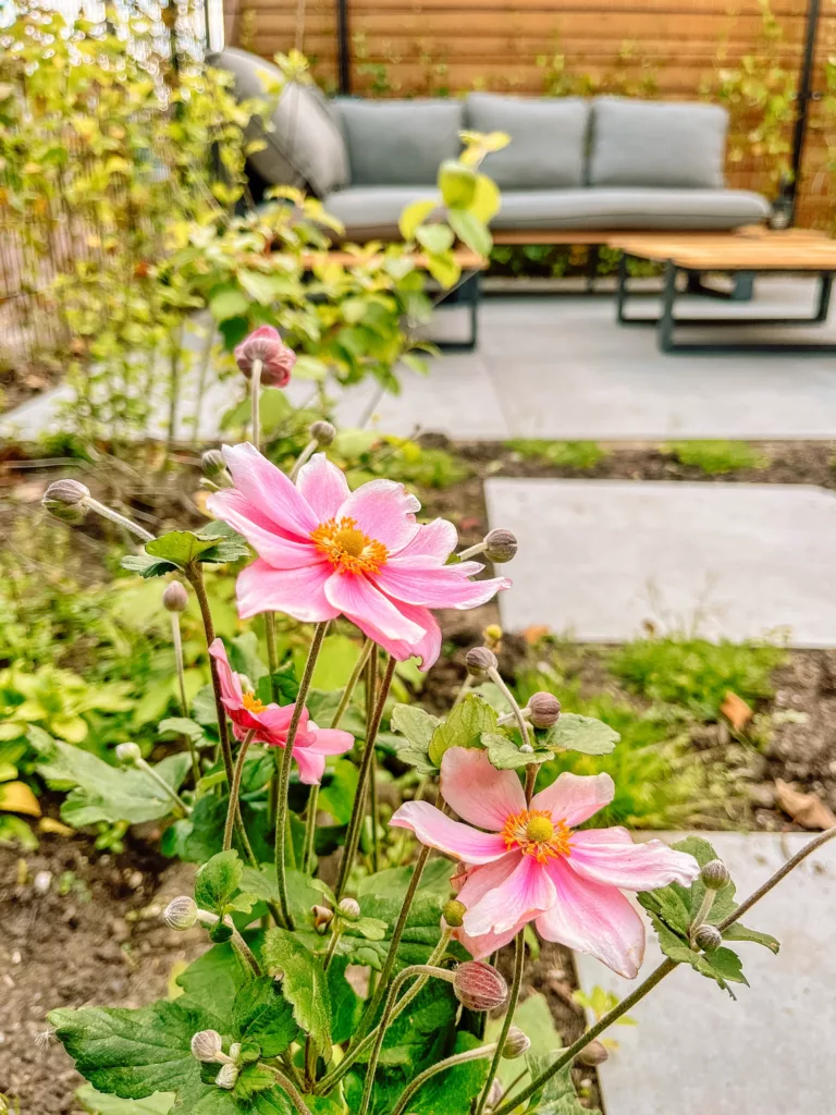 Bloemen in de tuin